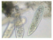Secuenciado el genoma del protozoo ciliado 'Paramecium tetraurelia'